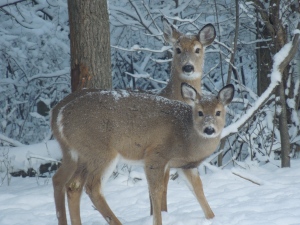 And a close-up shot. They  were still looking for apples under the snow.